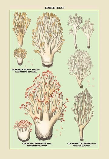 Edible Fungi: Red-Tipped, Crested and Pale - Yellow Clavaria