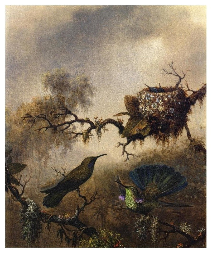 "White Vented Violet Ear" Digital Paper Print by Martin Johnson Heade, 20"x24"