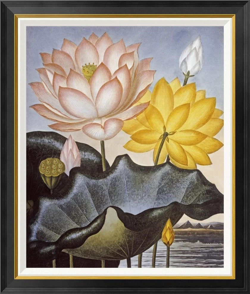 "Sacred Egyptian Bean" Framed Canvas Giclee by Robert John Thornton, 31x36"