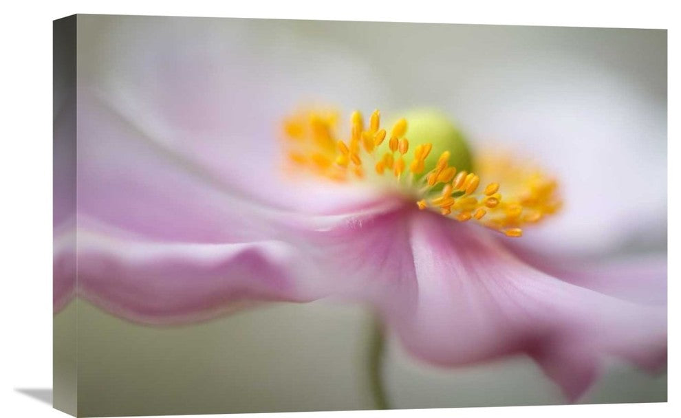 "Untitled" Stretched Canvas Giclee by Mandy Disher, 22x15"