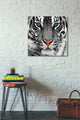 Epic Graffiti "Thrill of the Tiger" Giclee Canvas Wall Art, 26"x26"
