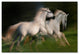 Milan Malovrh 'Gallop For Two' Canvas Art, 16x24