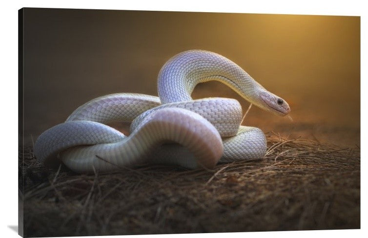 "The White Legend" Stretched Canvas Giclee by Shikhei Goh, 36x24"