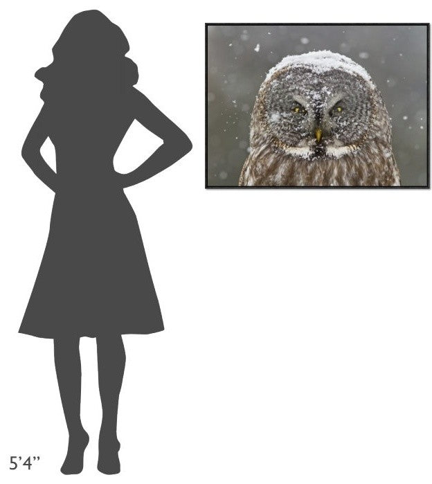 "Great Grey Owl Winter Portrait" Framed Canvas Giclee by Mircea Costina, 33x25"