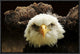 "The Judge" Framed Canvas Giclee by Tim Kirwan, 19x13"