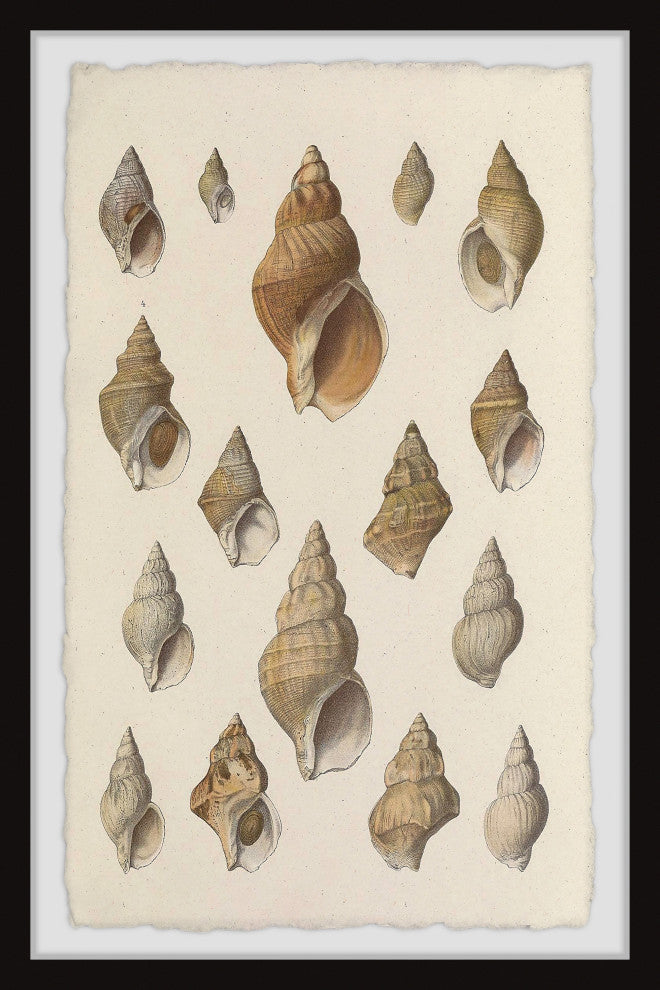 "Handful of Shells" Framed Painting Print, 12x18