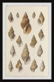 "Handful of Shells" Framed Painting Print, 12x18