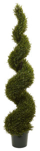 6' Rosemary Spiral Tree, Indoor/Outdoor