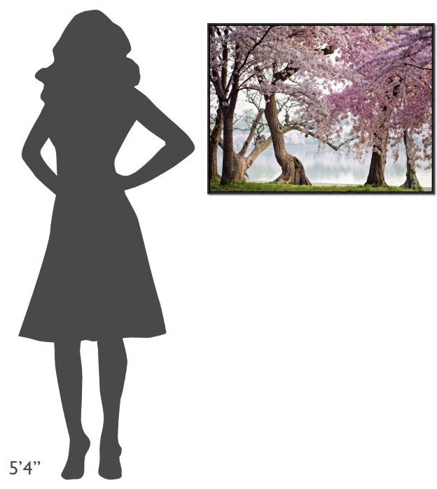 "Cherry trees bloom, Washington, USA" Framed Canvas Giclee by Anonymous, 33x25"