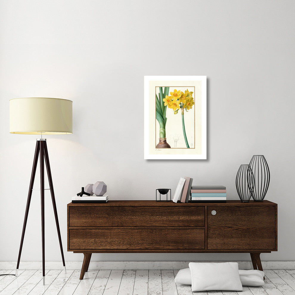 "Narcissus Tazzetta, about 1836" Digital Paper Print by Pancrace Bessa, 23"x32"
