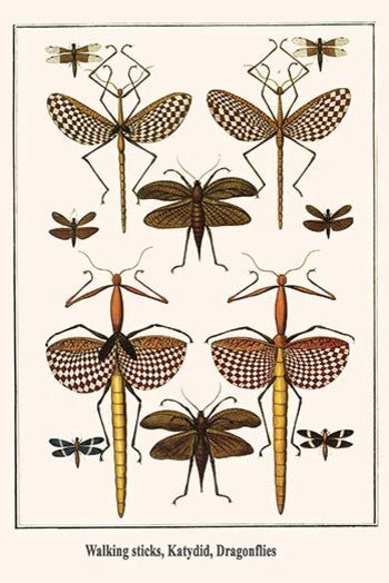 Walking Sticks, Katydid, Dragonflies - Fine Art Giclee Print 24" x 36"