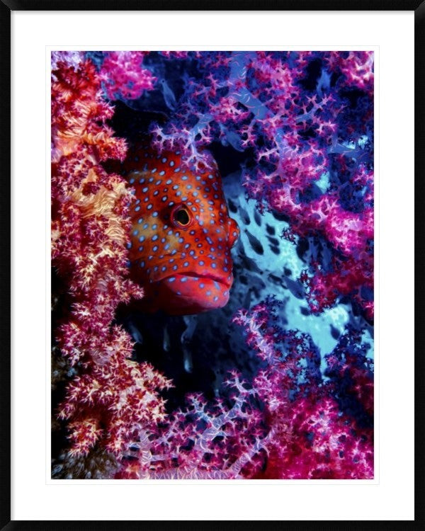 "Coral Hind" Framed Digital Print by Dani Barchana, 32x40"