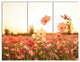 Cosmos Flowers on Sunset Background, Floral Triptych Canvas Art, 36x28, 3 Panels