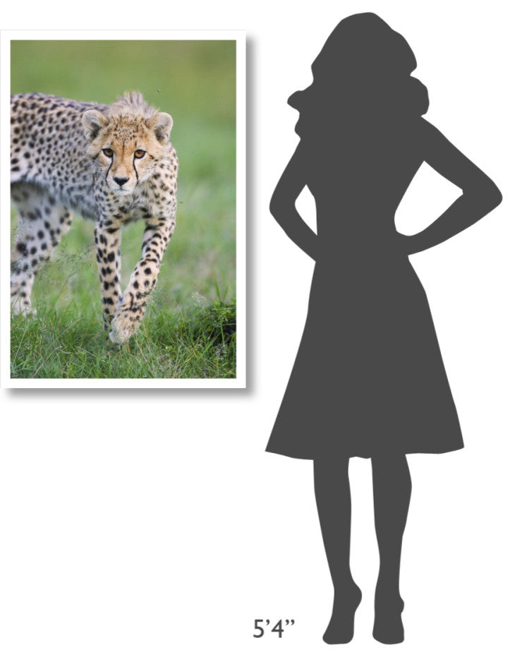 "Cheetah 6 month old cub, Masai Mara National Reserve, Kenya" Paper Art, 26"x38"