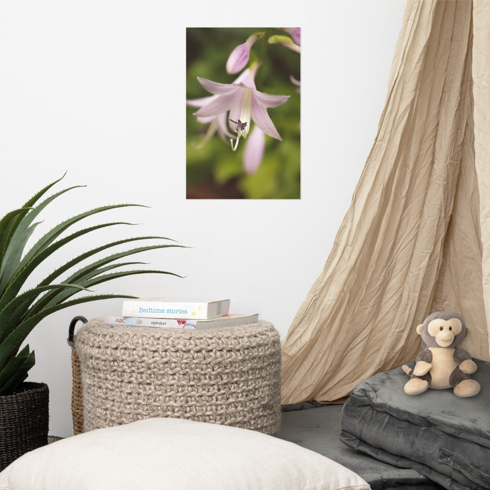 Softened Hosta Bloom Nature Photography, Floral Unframed Wall Art Print, 12" X 18"