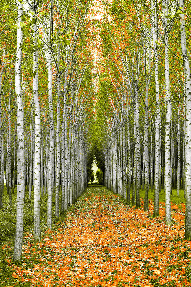 "Into the Woods, Three" Wood, 40"x60"