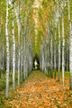 "Into the Woods, Three" Wood, 40"x60"