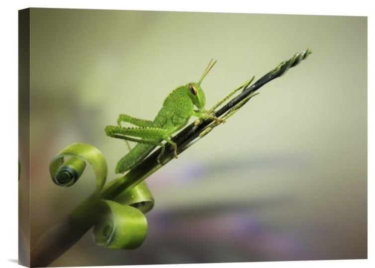 "Saltamontes" Stretched Canvas Giclee by Jimmy Hoffman, 16"x12"