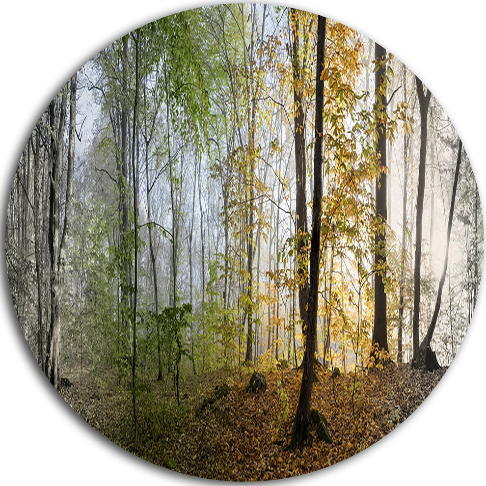 Morning Forest Panoramic View, Landscape Photo Disc Metal Wall Art, 11"