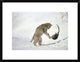 "Bobcat hunting Muskrat in the winter, Idaho"  by Michael Quinton, 26x20"