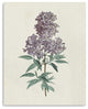 20" Singular Purple Blossom Branch Canvas Wall Art