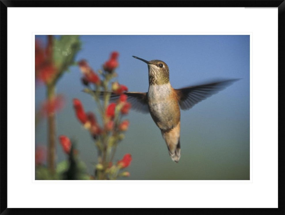 Rufous Hummingbird Feeding On The Nectar Of A Desert Figwort New Mexico, 30"x22"