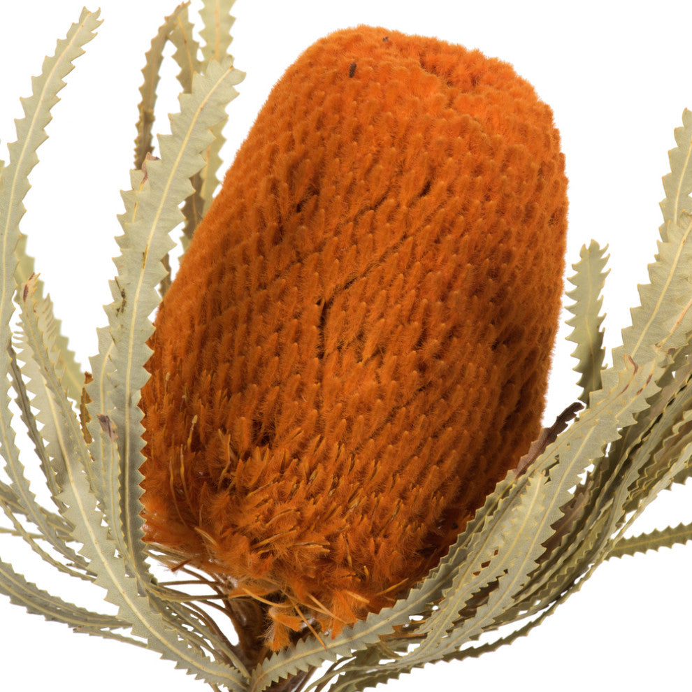 Vickerman 12" Natural Jumbo Banksia Flower with Stem, Dried 2 Pack, Autumn Orange
