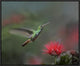 Rufous-Tailed Hummingbird At Fairy Duster Flower, Costa Rica, 24"x20"