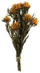 Vickerman 8"-20" Plumosum Bundle, Female, Preserved