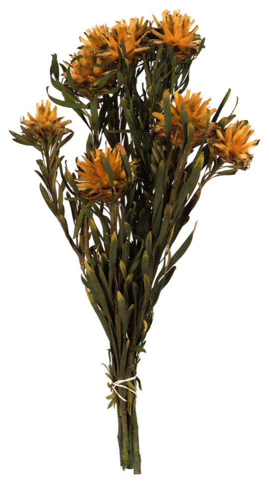 Vickerman 8"-20" Plumosum Bundle, Female, Preserved