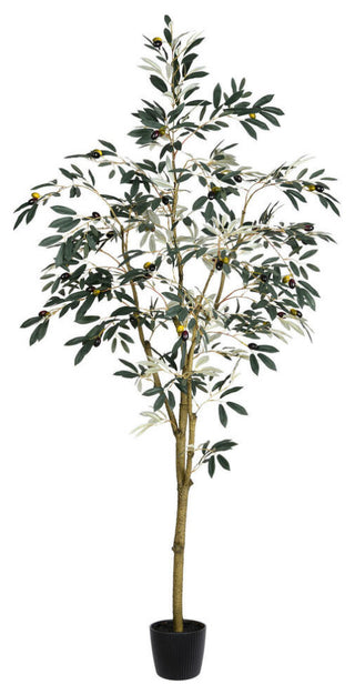 Full product shot on pure white background showing entire potted olive tree from front.