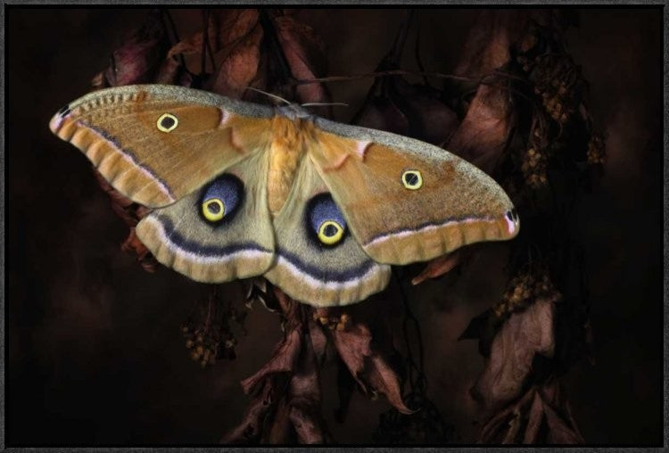 "Polyphemus" Framed Canvas Giclee by Jimmy Hoffman, 31x21"