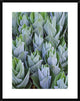 "False Hellebore with frost, Gothic, Colorado"  by Tim Fitzharris, 26x32"
