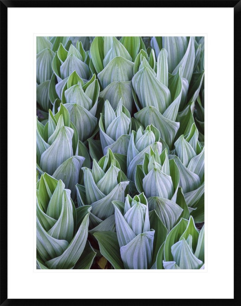 "False Hellebore with frost, Gothic, Colorado"  by Tim Fitzharris, 26x32"
