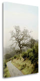 "Oak Tree - 45" By Alan Blaustein, Giclee Print on Gallery Wrap Canvas