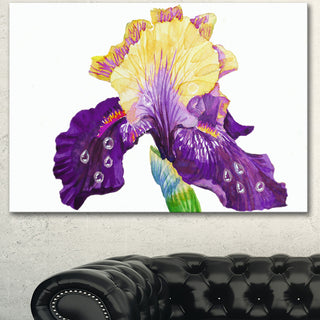 Blooming Blue Yellow Iris, Floral Canvas Art print, 40"x30"