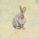 36x36 Cottontail, Unframed Artwork
