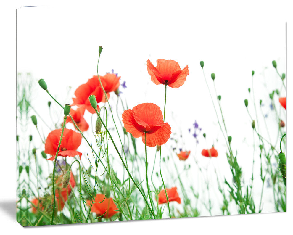 Poppy Flowers on White Background, Floral Canvas Art Print, 60"x28"