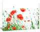 Poppy Flowers on White Background, Floral Canvas Art Print, 60"x28"