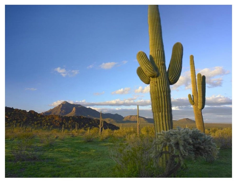 "Saguaro and Teddybear Cholla, Picacho Peak State Park" Paper Art, 42"x32"