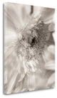 "Florison - 5" By Alan Blaustein, Giclee Print on Gallery Wrap Canvas