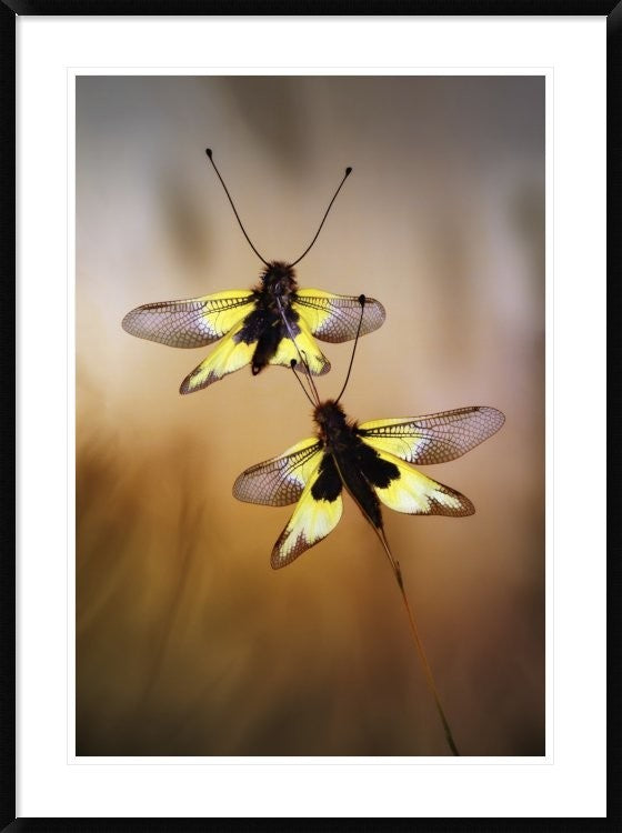 "Owlflies" Framed Digital Print by Jimmy Hoffman, 32x44"
