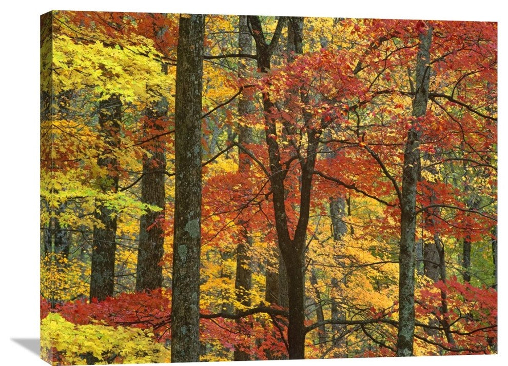 "Maple Trees In Autumn, Great Smoky Mountains National Park, Tennessee" Artwork