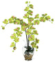 Phalaenopsis Liquid Illusion Silk Flower Arrangement, Green
