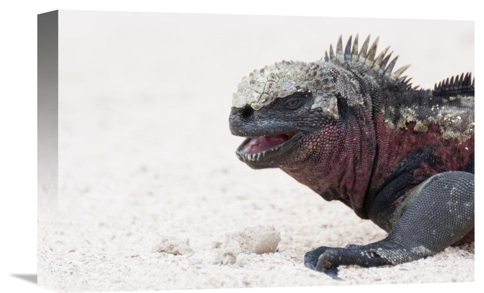 "Marine Iguana, Galapagos Islands, Ecuador" Artwork, 18" x 12"