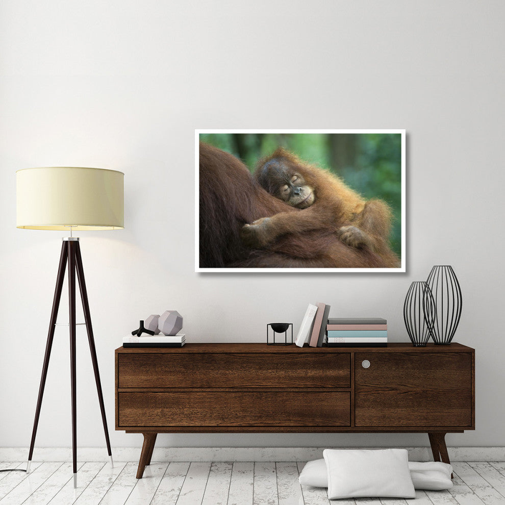 "Sumatran Orangutan baby sleeping on mother, north Sumatra" Paper Art, 50"x34"