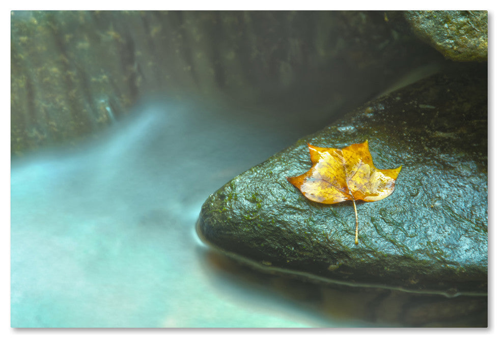 PIPA Fine Art ''Misty Leaf'' Canvas Art, 32x22