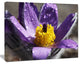 Purple Flower with Yellow Stigma, Floral Canvas Art Print, 40"x30"