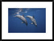 "Two Bottlenose Dolphins" Framed Digital Print by Barathieu Gabriel, 26"x20"