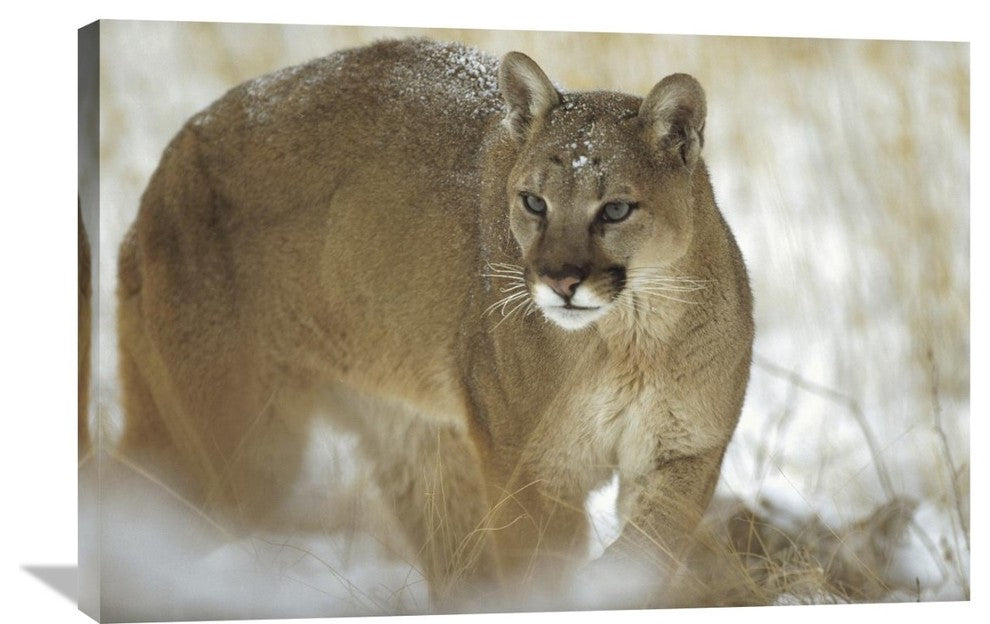 "Mountain Lion Portrait In Winter, Montana" Artwork, 36" x 24"